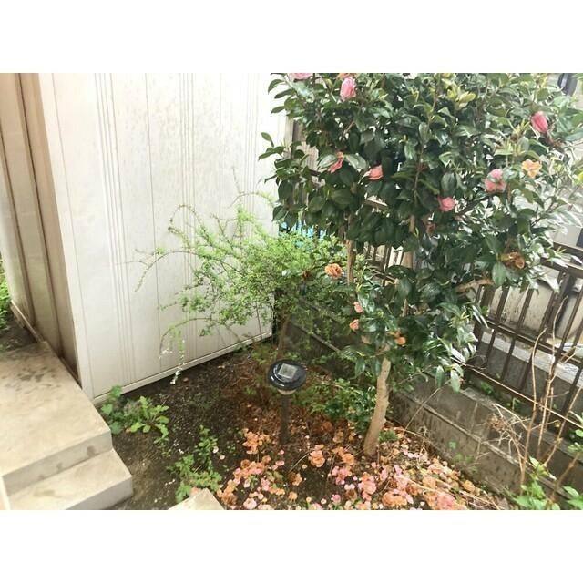 庭